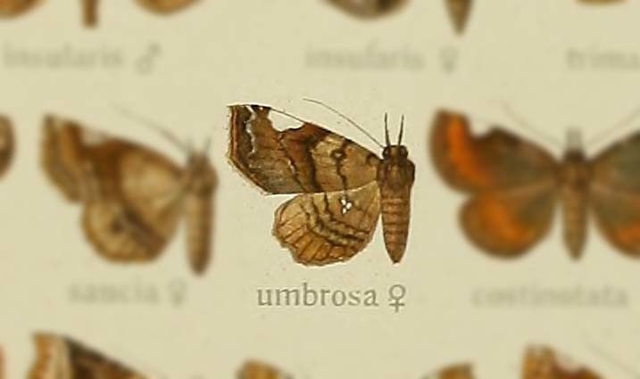 Pangrapta umbrosa