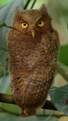 Otus spilocephalus
