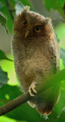 Otus spilocephalus