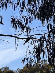 Anthochaera carunculata
