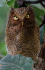 Otus spilocephalus