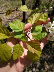 Crataegus coccinea