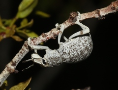 Ophryastes argentatus