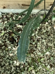 Magnoliopsida