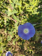 Ipomoea