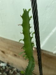 Magnoliopsida