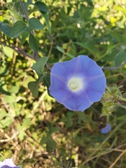Ipomoea