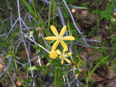 Triteleia ixioides scabra