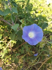 Ipomoea