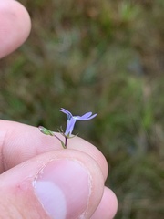 Lobelia nuttallii
