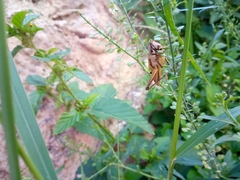Sphenarium purpurascens