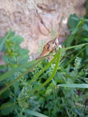 Sphenarium purpurascens