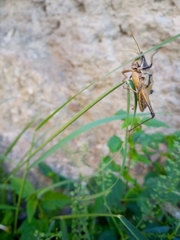 Sphenarium purpurascens