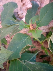 Sphenarium purpurascens