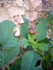 Sphenarium purpurascens