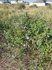 Ipomoea