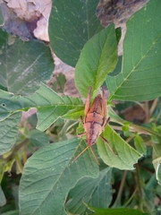 Sphenarium purpurascens