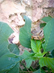 Sphenarium purpurascens