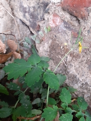 Chelidonium majus