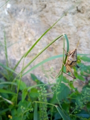 Sphenarium purpurascens