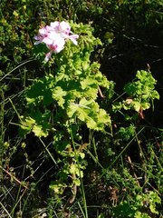 Pelargonium greytonense