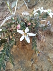 Rhytidosporum