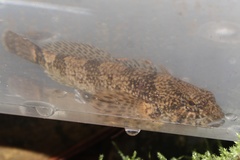 Cottus baileyi