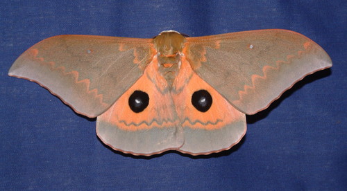 Cat's-paw Emperor