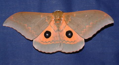 Pseudobunaea tyrrhena