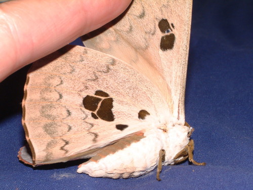 Cat's-paw Emperor