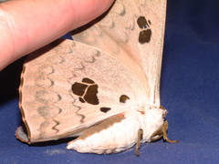 Pseudobunaea tyrrhena