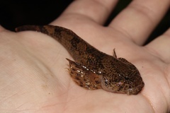 Cottus baileyi
