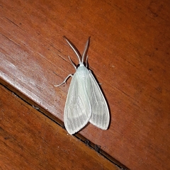 Eucereon vestalis