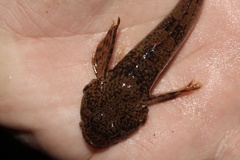 Cottus baileyi