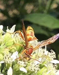 Polistes apachus