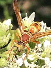 Polistes apachus