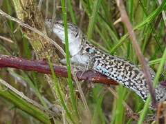 Podarcis siculus