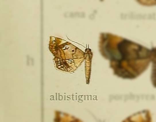 Pangrapta albistigma