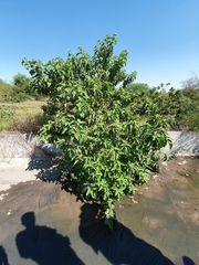 Cordia boissieri