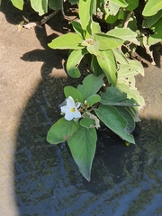 Cordia boissieri
