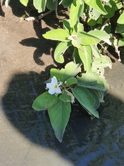 Cordia boissieri