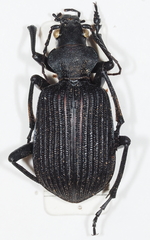 Calosoma planicolle