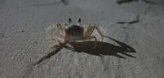 Ocypodinae