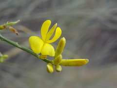 Spartium junceum
