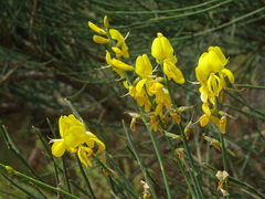 Spartium junceum