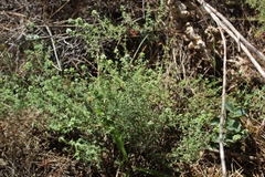 Thymus capitellatus