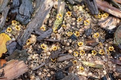 Sphaerobolus stellatus