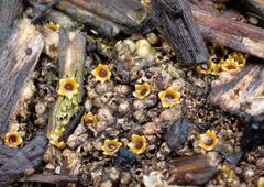 Sphaerobolus stellatus