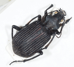 Calosoma planicolle