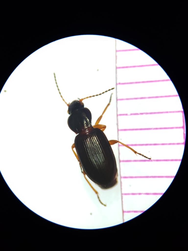 Pterostichus pinguedineus
